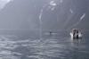 Wale sind im Lyngenfjord während des Angelns immer wieder zu bewundern.